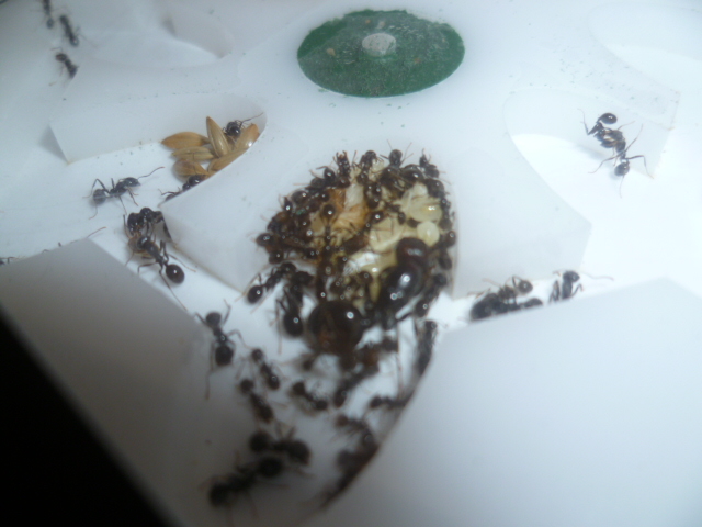 messor barbarus