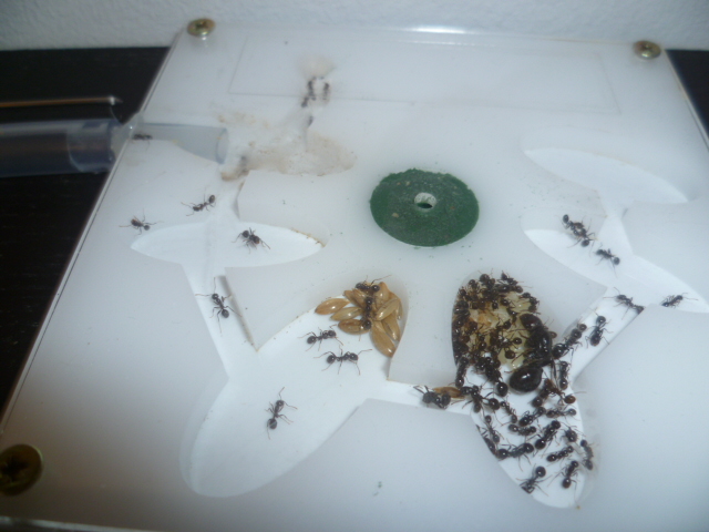 messor barbarus