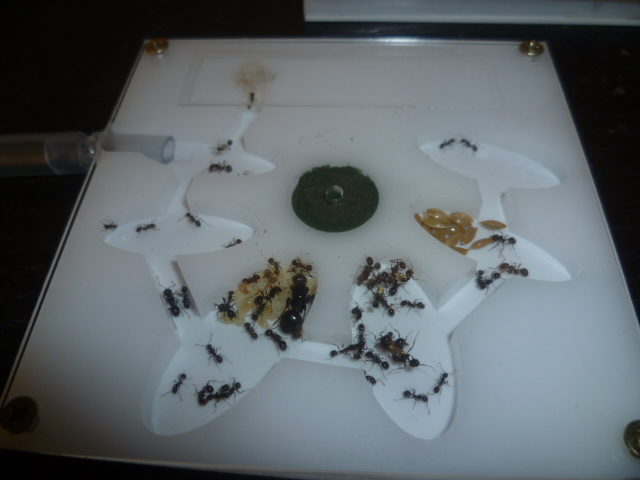 messor barbarus