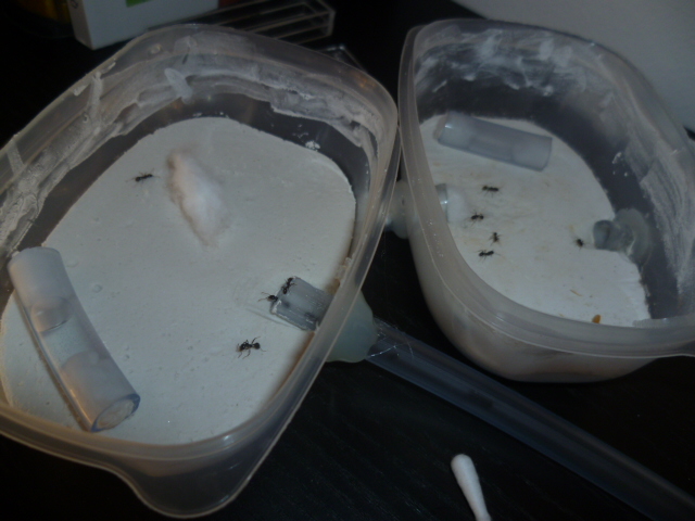 messor barbarus