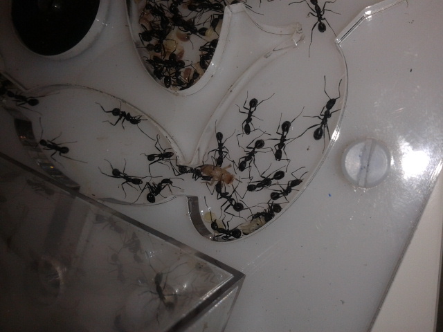 aphaenogaster cazando