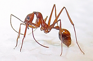 Aphaenogaster araneoides