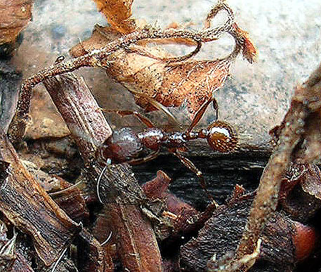 Aphaenogaster rudis