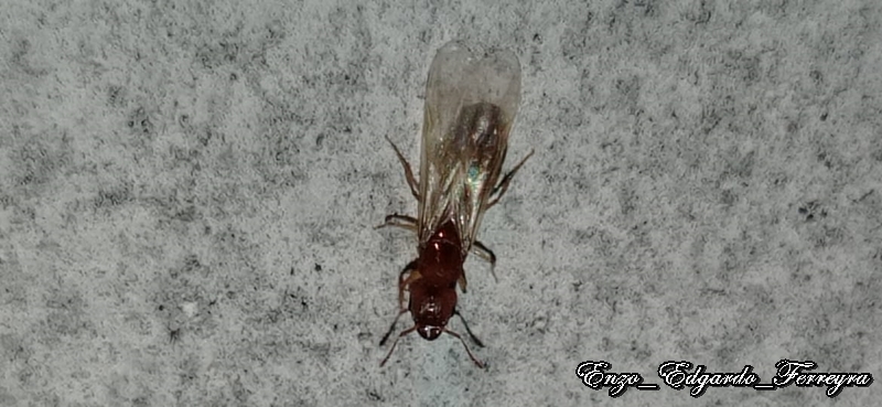 Pheidole spininodis