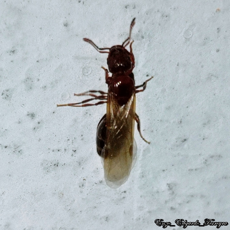Pheidole bergi