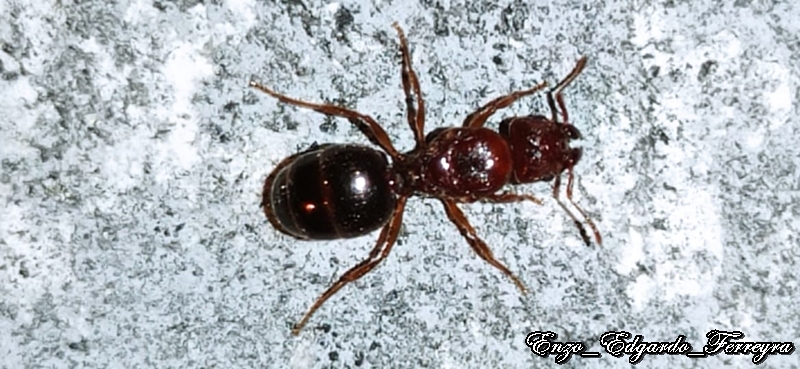 Pheidole bergi