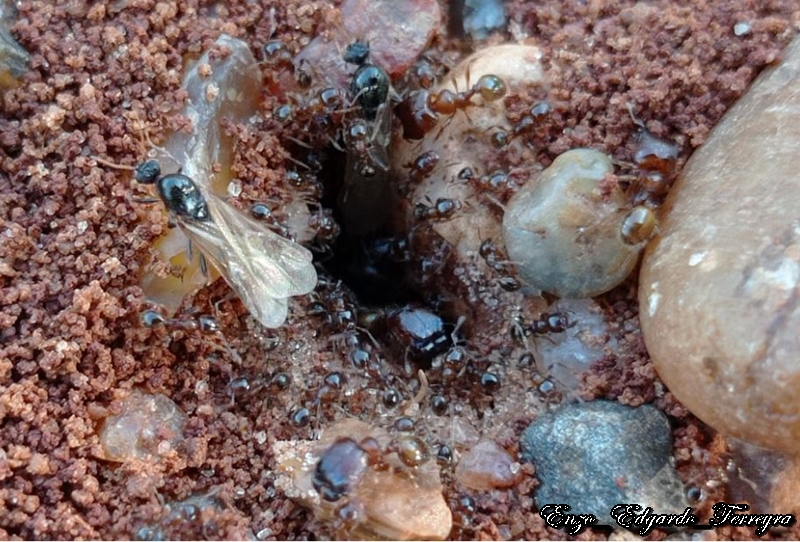 Pheidole aberrans