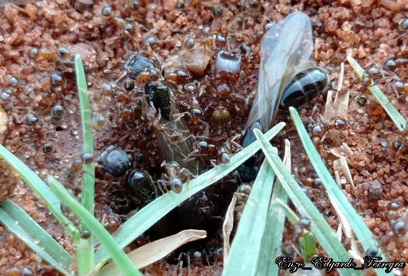 Pheidole aberrans