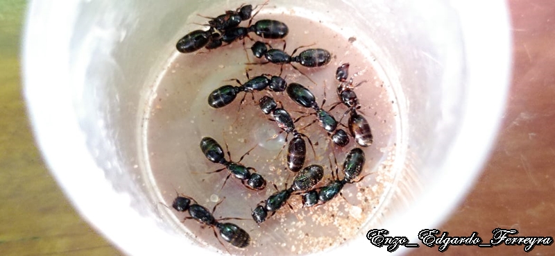 Pheidole aberrans