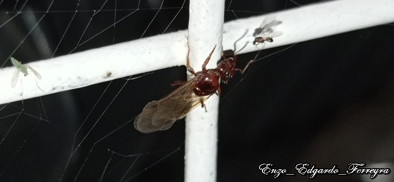 Pheidole bergi