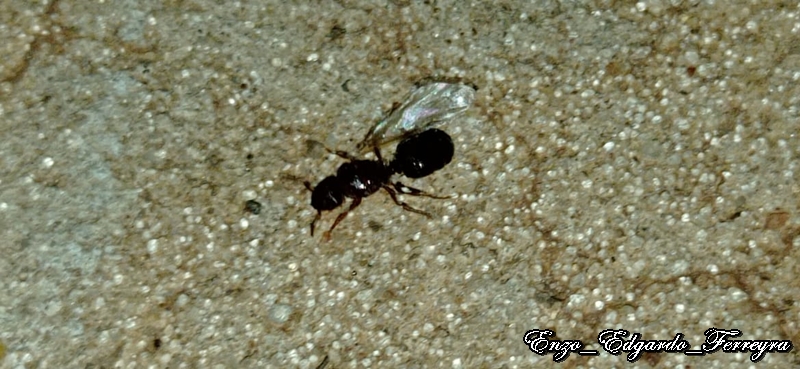 Pheidole bergi