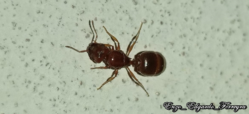 Pheidole bergi