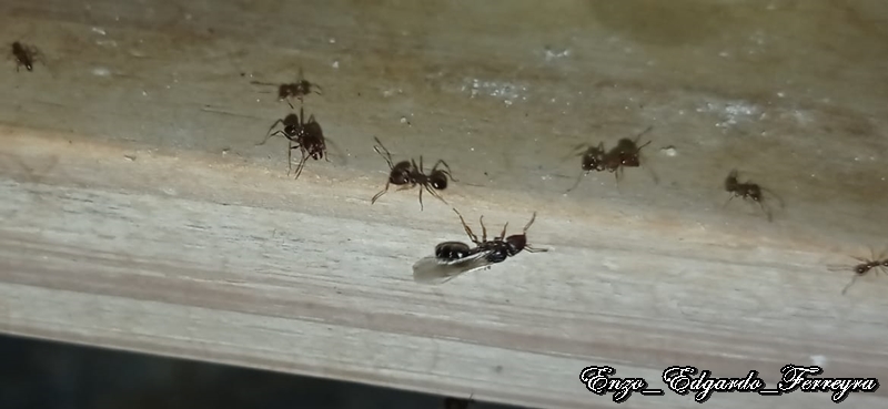 Pheidole sp.