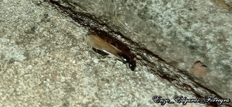 Pheidole aberrans