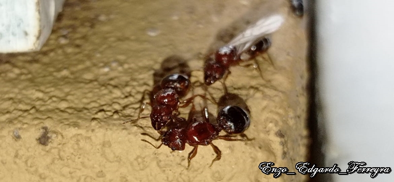 Pheidole bergi