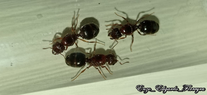 Pheidole bergi