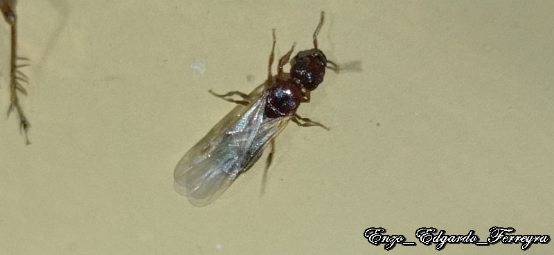 Pheidole bergi
