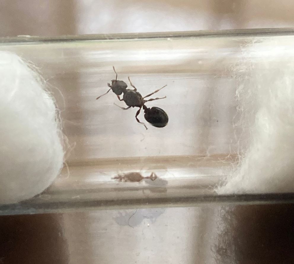 Pheidole SP - Lima, Per�