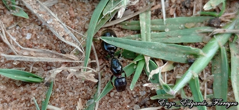 Pheidole aberrans