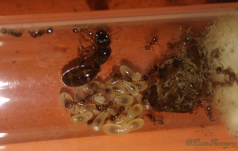 Pheidole aberrans