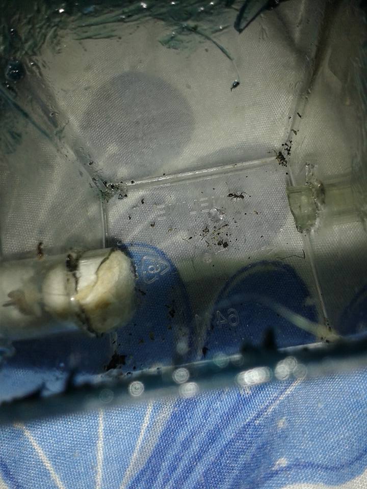 pheidole