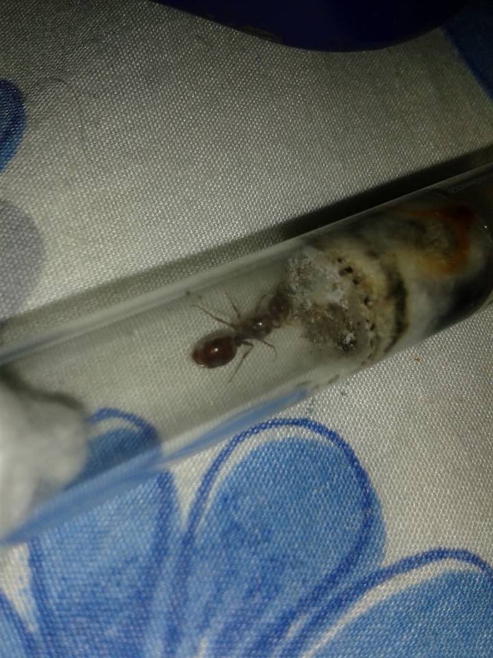 pheidole