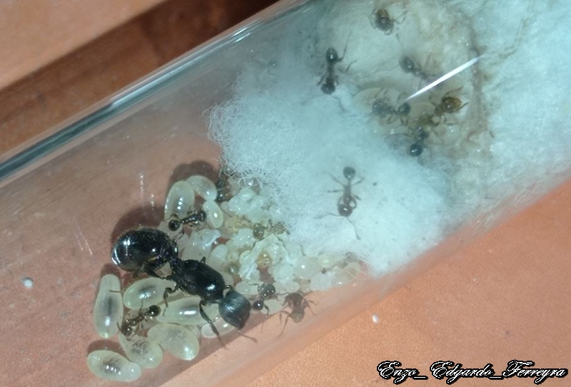 Pheidole aberrans