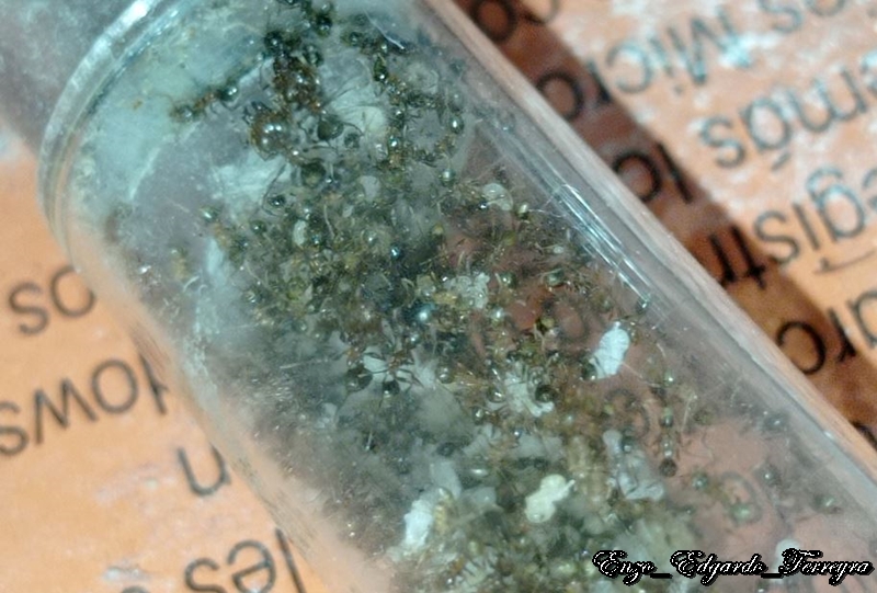 Pheidole bergi