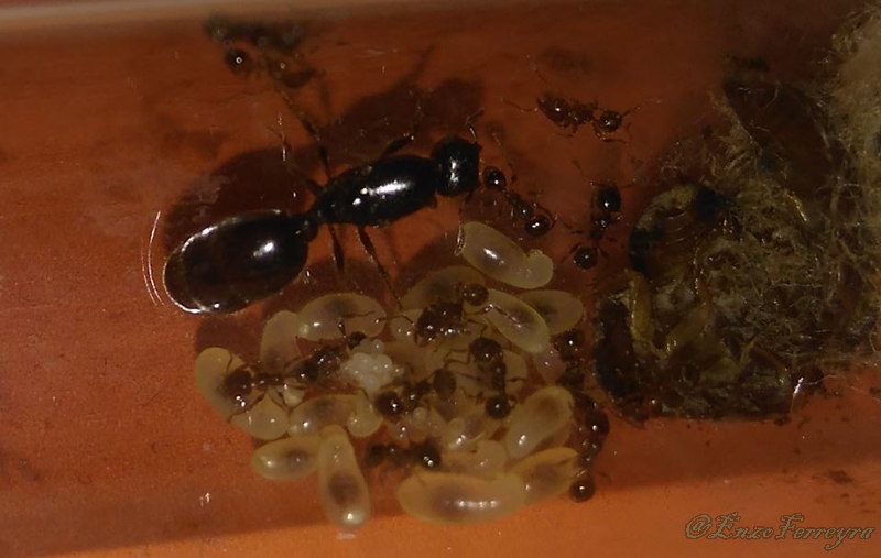 Pheidole aberrans