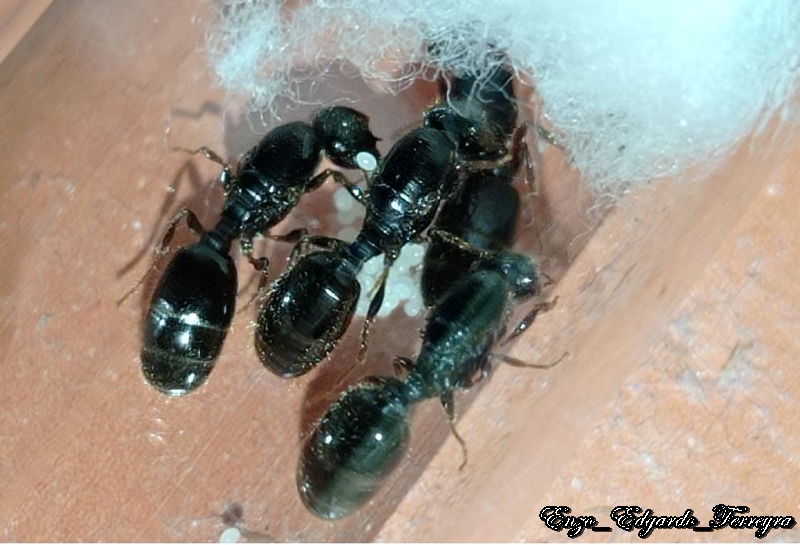 Pheidole aberrans