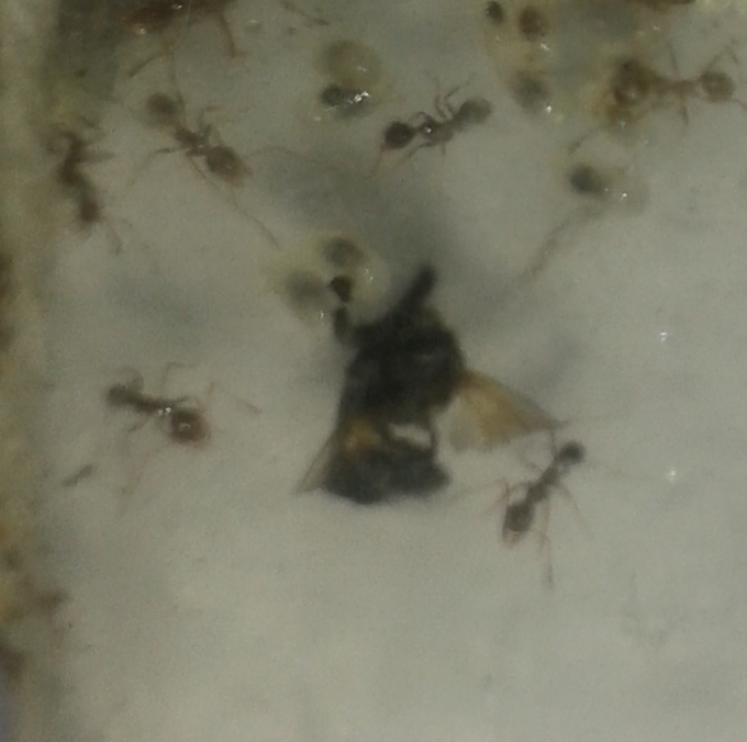 pheidole