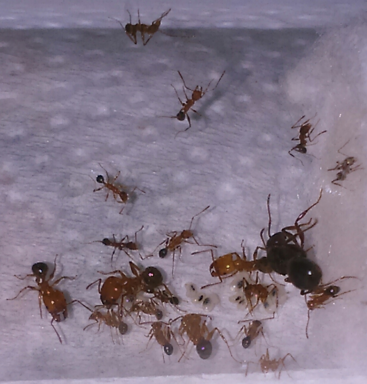 Pheidole2