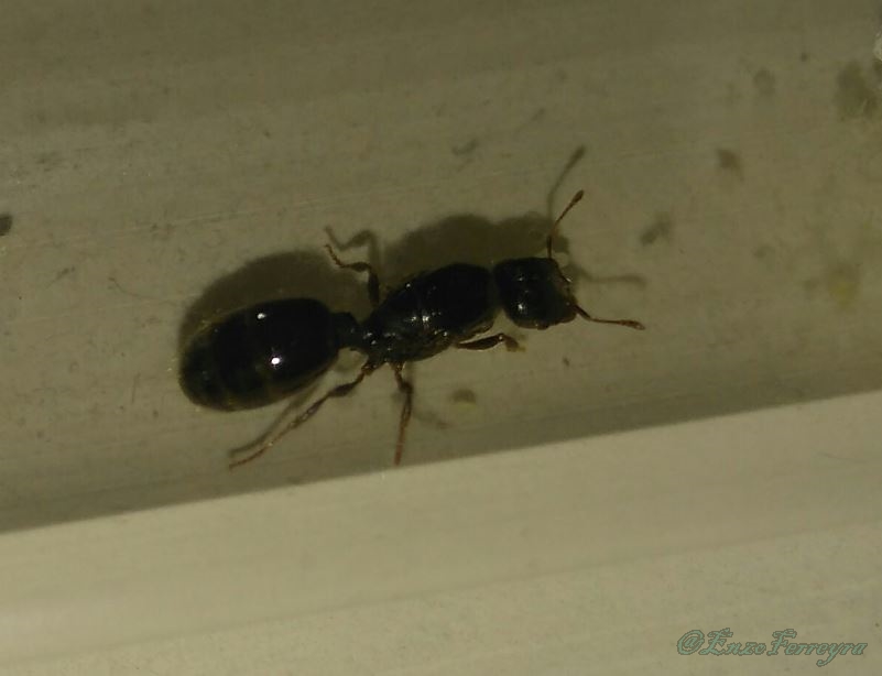 Pheidole sp.