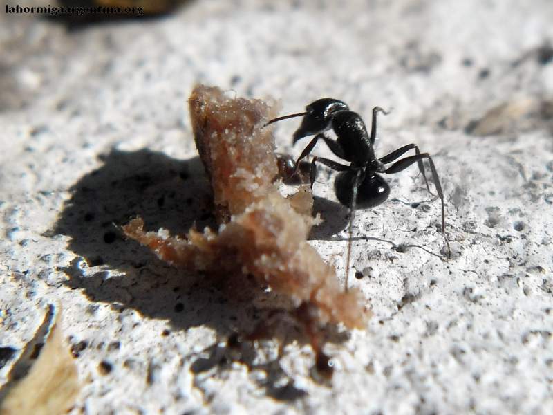 Bergi vr Camponotus sp (4)