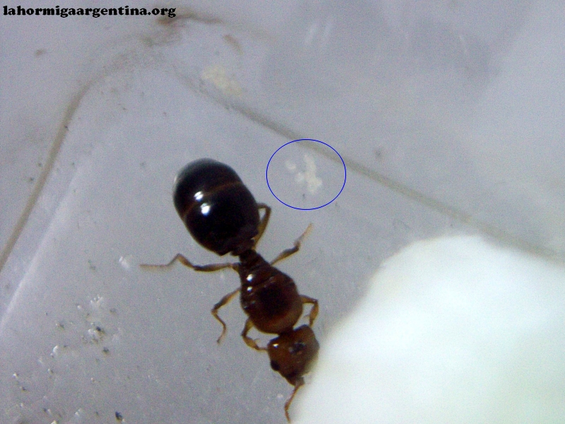 Pheidole_bergi_11_Mar (Tormenta)
