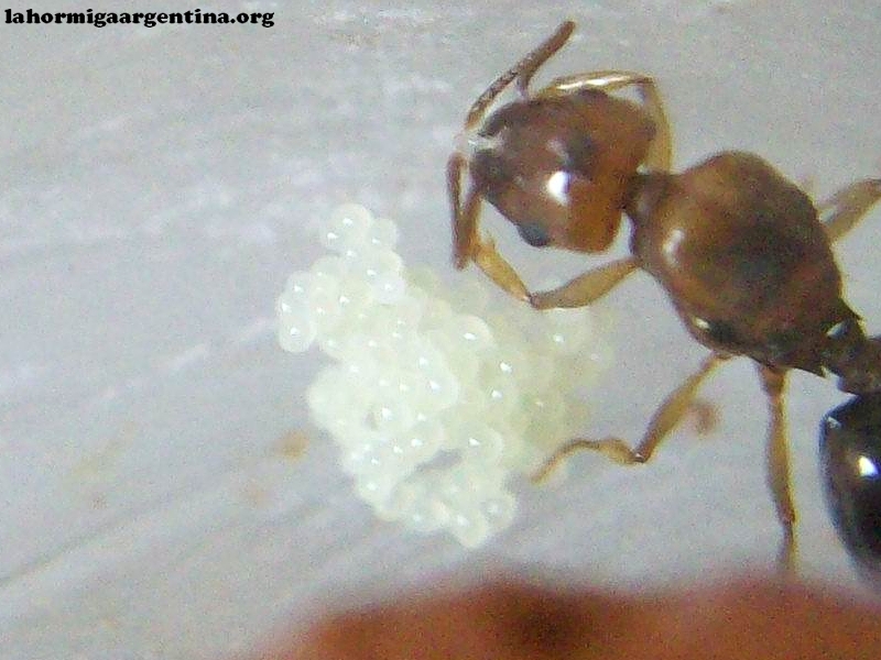 Pheidole bergi_22_Ene_2