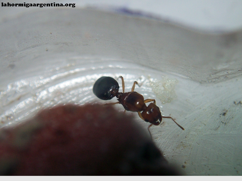 Pheidole bergi (Brisa)_20_Feb_1