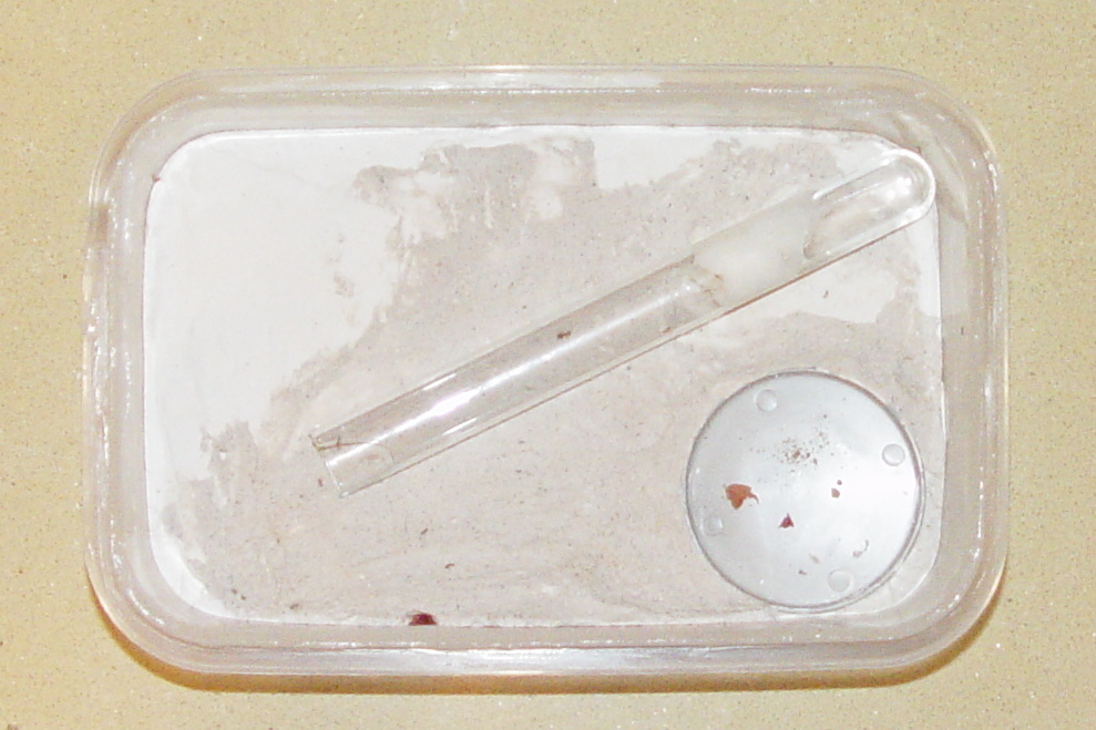Pheidole