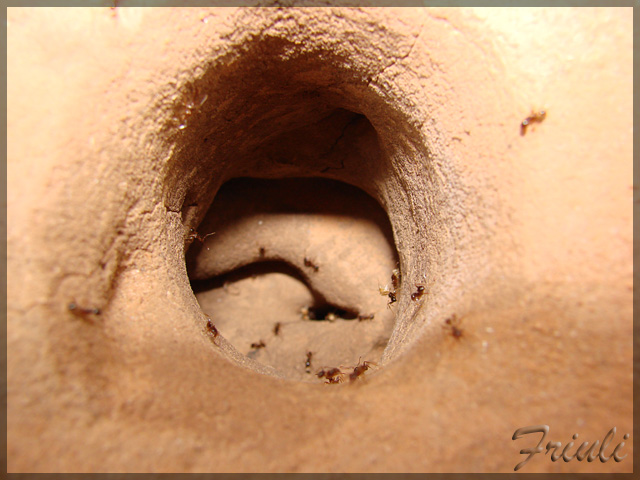 Chaco hormigas 3