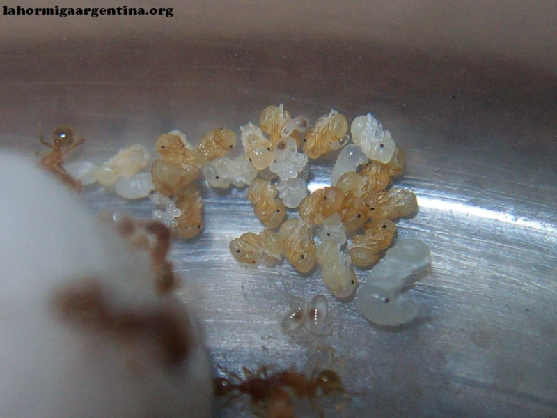 Pheidole x 16 Sep 17 Doly_4