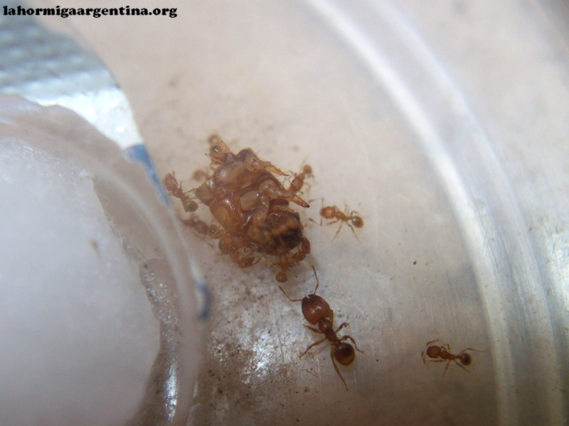 Pheidole x 16 Sep 17 Doly_5
