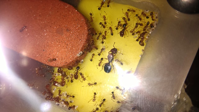 hormigas en acrlico 2