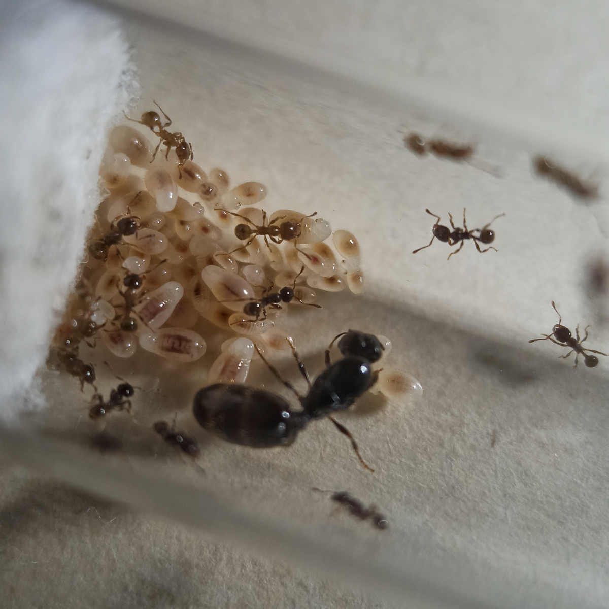 Pheidole sp2. - 7/6/20