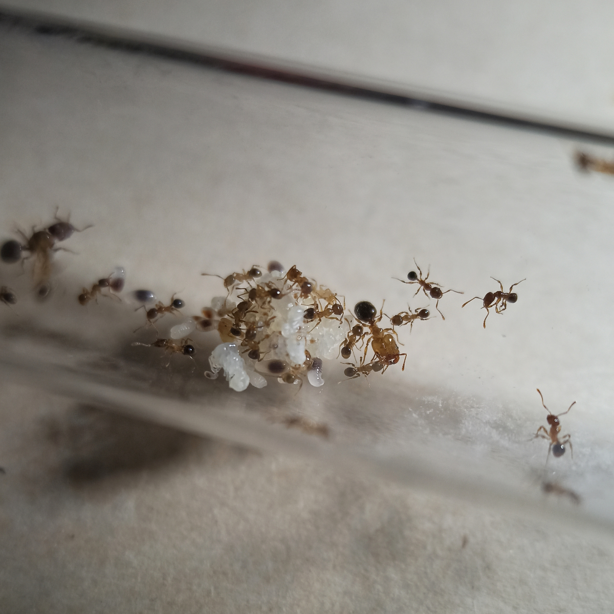 Pheidole sp1. - 7/6/20