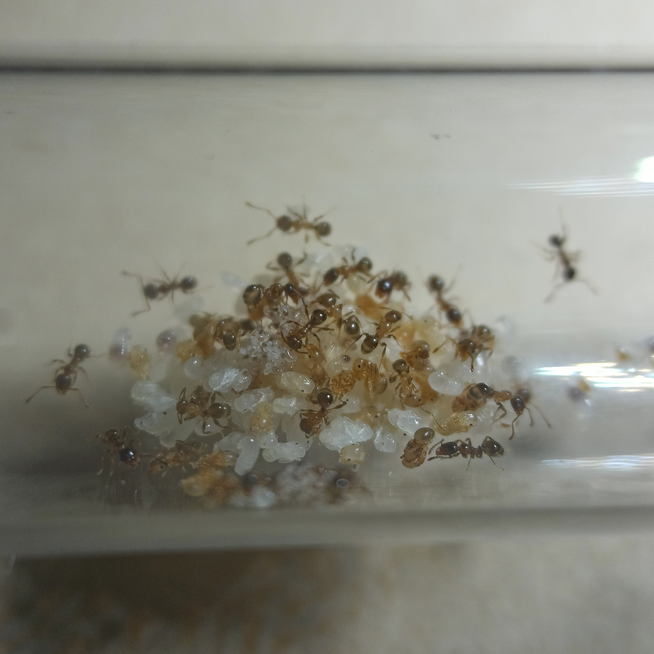 Pheidole sp1. - 26/10/20