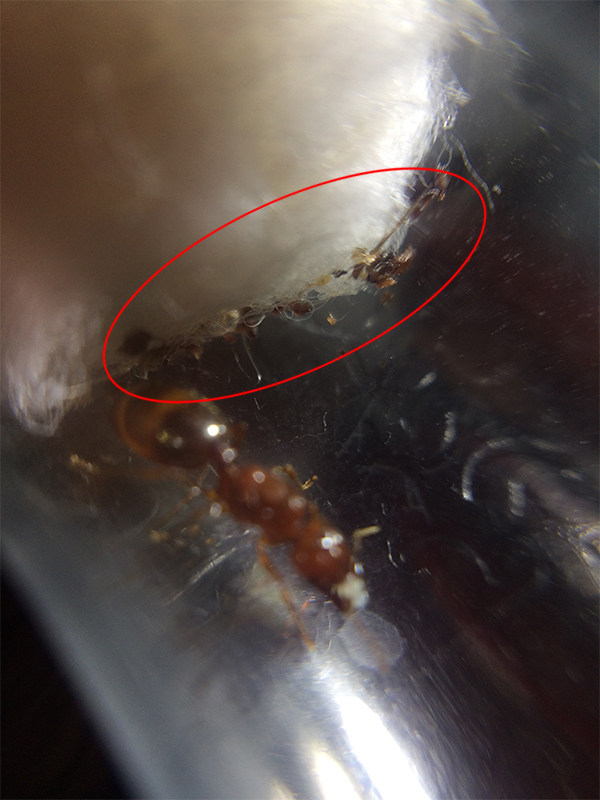 Bergi y mosquito 1
