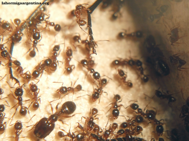 Pheidole bergi #1 (24 Feb 15)