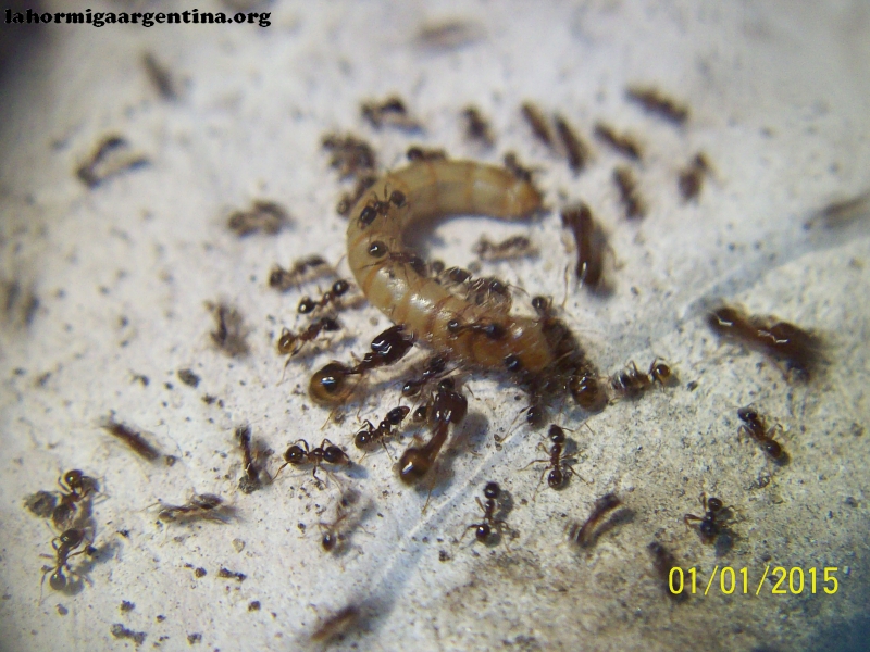 Pheidole (El Imperio)_3
