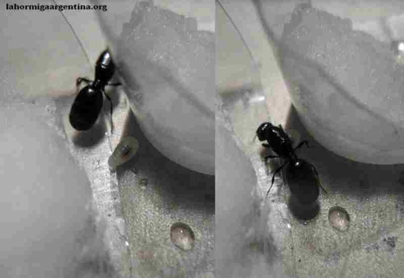 Josefita Pheidole sp 18 mar