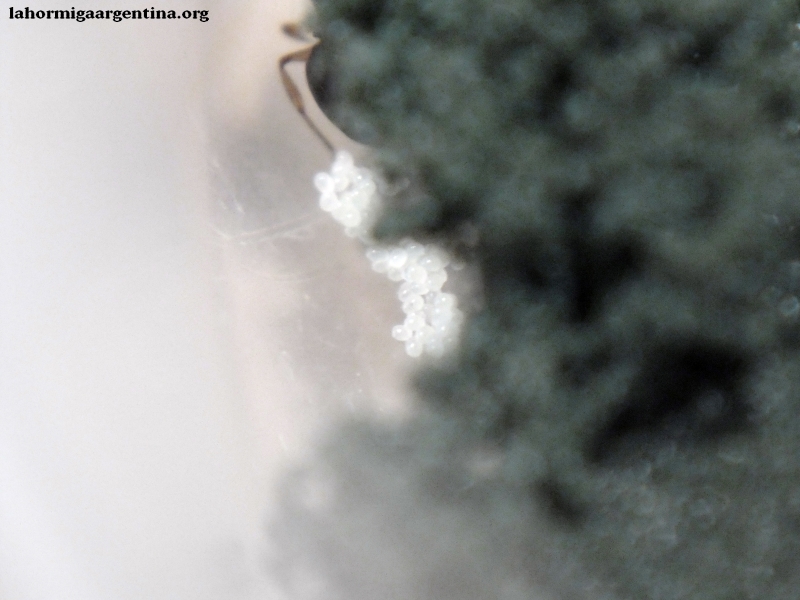 Pheidole x (Josefita)